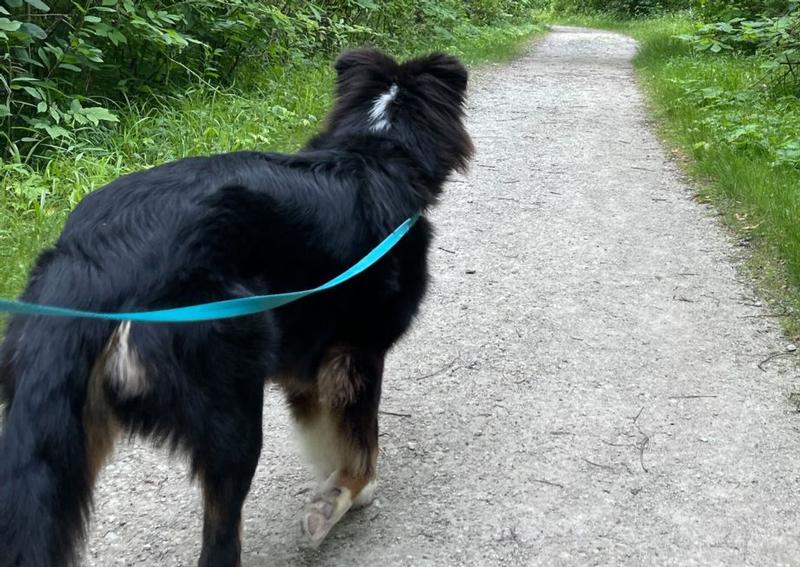 Animal Hospital Inc Willoughby Hills veterinarians